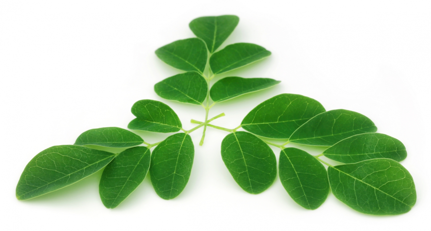 Le Moringa, plante d'exception